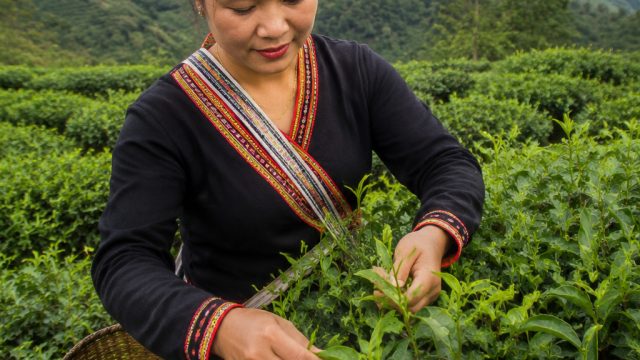 It’s time to pick spring tea in Laozhai, Banpo, Nannuo Mountain, Menghai