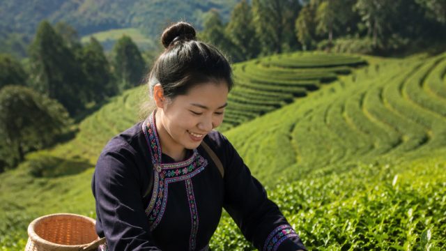 Cangyuan Yanshuai Town: Small tea drives huge inco